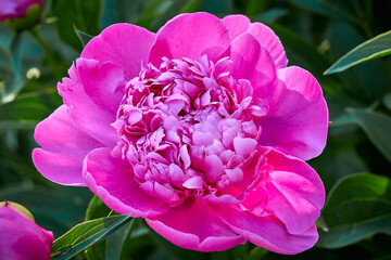 Large pink peony in the garden close-up.