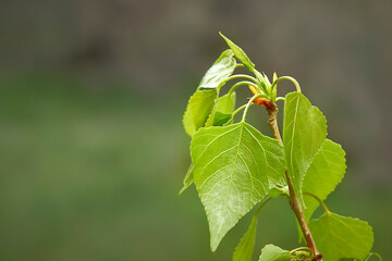 Young spring poplar leaves on a tree branch close-up.
