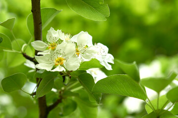 Spring flowers of a fruit tree on a branch close-up.