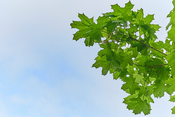 Young maple leaves on a tree branch in spring against a blue sky.