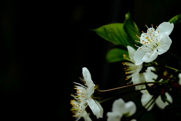 Spring cherry flowers on a branch on a black background, macro photography.