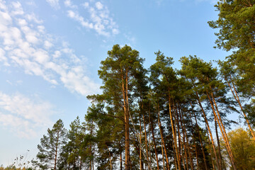 Tall large pine trees in the autumn forest against the blue sky.