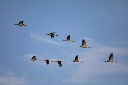 Grullas comunes (grus grus) volando en formaci&oacute;n sobre un cielo azul de febrero (invierno)