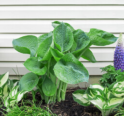 Abiqua Drinking Gourd Hosta in Garden Setting