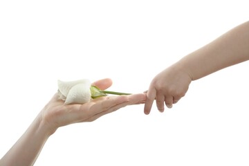 Daughter, son, giving mother a white rose, isolated on white