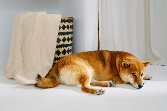 Cute dog lies at home