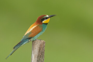 European bee-eater is perched on a wooden pole