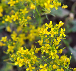 Water horseradish forest (Rorippa sylvestris) grows in nature