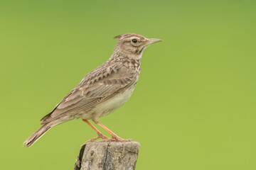 Crested lark is perched on a wooden pole