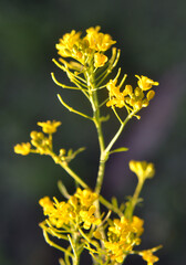 Water horseradish forest (Rorippa sylvestris) grows in nature