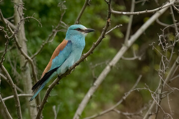 European roller is perched on a branch