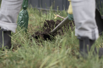 a person plants trees in the garden. Ecology concept