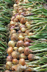 The harvested crop onion is on ripening and drying