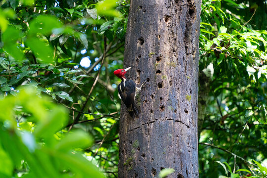 Male woodpecker in nature, Costa Rica