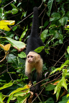 Spider monkey, animal wildlife travel Costa Rica 