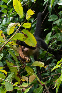 Spider monkey, animal wildlife travel Costa Rica 