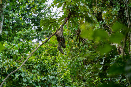 Three-toed sloth, travel Costa Rica 