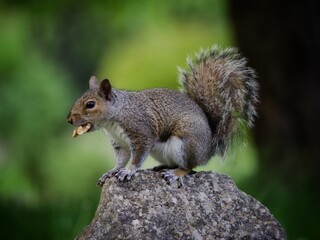 Grey squirrel in the park