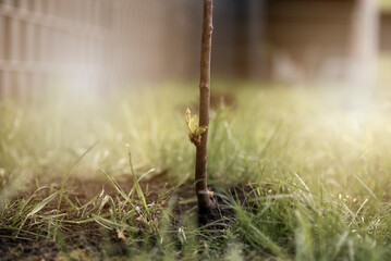 a person plants trees in the garden. Ecology concept