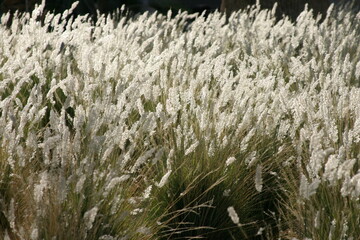White grass blowing around in the wind against a dark background