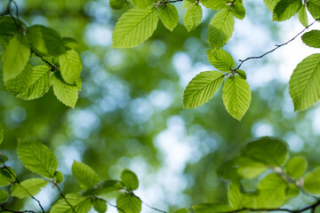 green leaves background in sunny day