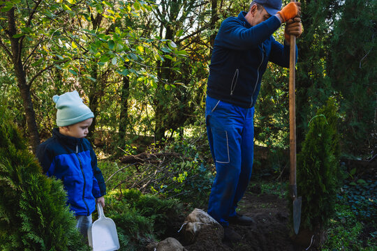 Gardener and a child in garden dig a hole to plant a fir tree