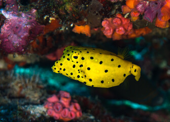 Yellow juvenile cowfish, Maldives, Indian Ocean