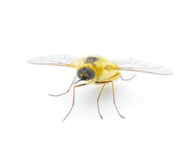 parasitic bee for hover fly - Systoechus solitus - wing iridescent color, blonde fuzzy furry yellow cream colored.  isolated on white background front face view