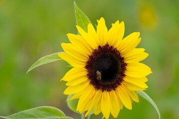 Sunflower and a Bee