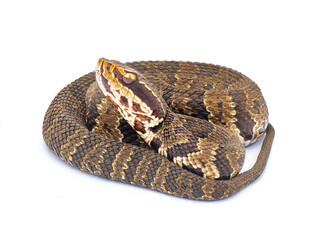 Florida cottonmouth snake - Agkistrodon conanti - a species of venomous snake, a pit viper. coiled in defense posture with mouth open.  isolated on white background Coiled side profile view of head