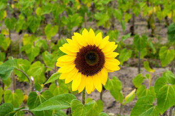 Sunflower Farm