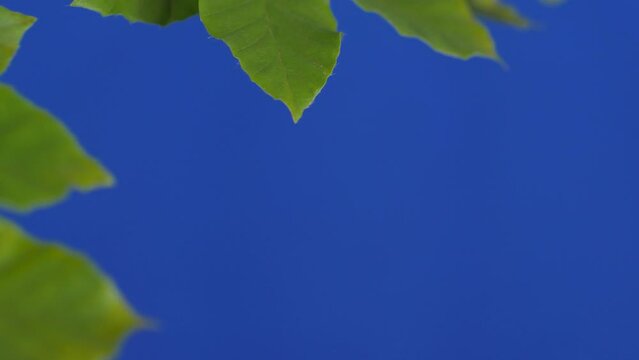 Detail green leaves of beech branch first still then moving in the wind | Tree leaves | blue screen | foreground