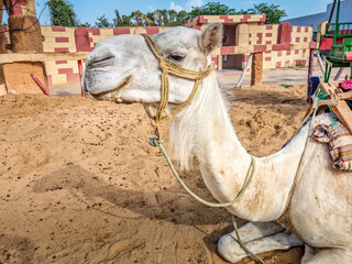 White camel on a sandy landscape