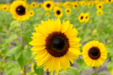 Sunflower Farm