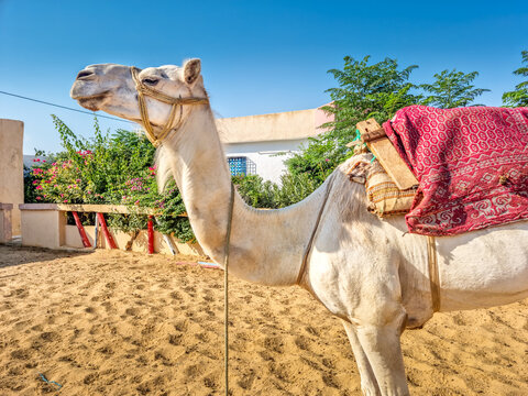 Camel standing on a sandy landscape