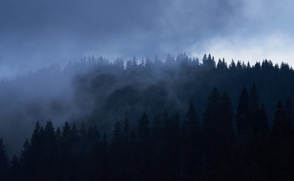 Dark Fog Forest Landscape