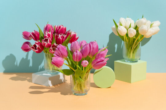 Still life of Spring tulip flowers on colorful background and shapes