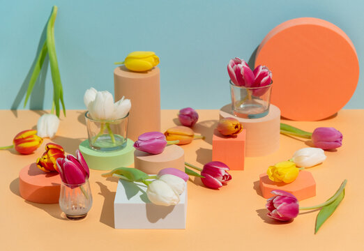 Still life of Spring tulip flowers on colorful background and shapes