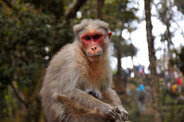 Fototapeta premium portrait of a macaque