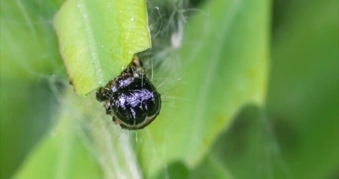 Makroaufnahme einer Raupe des Buchsbaumz&uuml;nslers (Cydalima perspectalis) beim Fressen von Buchsbaumbl&auml;ttern (Buxus sempervirens)	