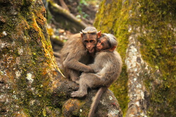 mother and baby monkey
