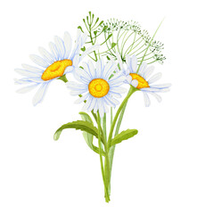 Watercolor bouquet of white daisies and wild herbs on a white background.