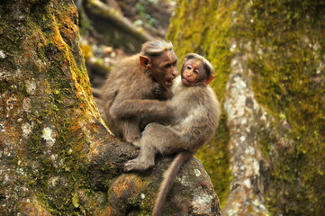 portrait of a long macaque