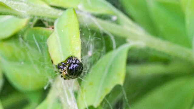 Makroaufnahme einer Raupe des Buchsbaumz&uuml;nslers (Cydalima perspectalis) beim Fressen von Buchsbaumbl&auml;ttern (Buxus sempervirens)	