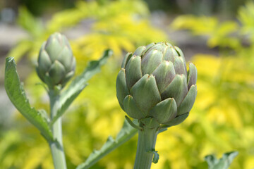 アーティチョークの蕾