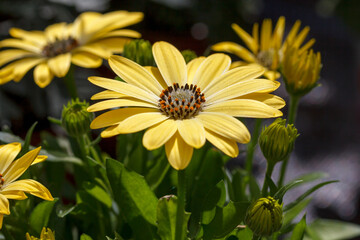 African Daisy Osteospermum ecklonis in full bloom - stock photo