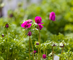 anemone de caen sylphide plant in bloom - stock photo.jpg
