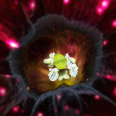 Night sky petunias plant centre in macro - stock photo