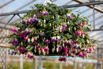 Fototapeta na wymiar Giant Fuchsia hanging basket flowering plants - stock photo