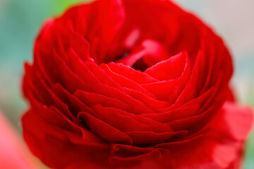 Ranunculus red flower head close up - stock photo
